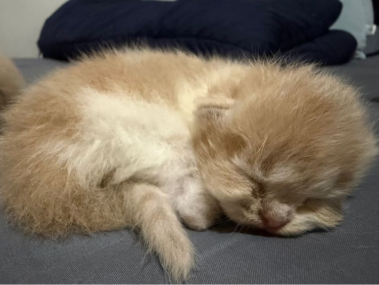 ลูกแมวเปอร์เซีย รูปที่ 15