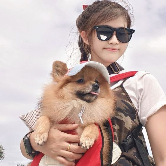 หมาพันธุ์ ปอมหน้าฟอกแท้  รูปที่ 7