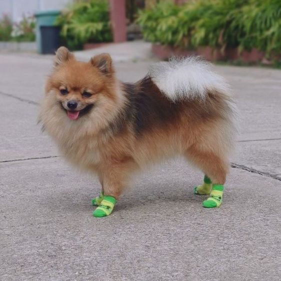 หมาพันธุ์ ปอมหน้าฟอกแท้  รูปที่ 15