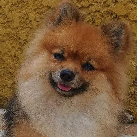 หมาพันธุ์ ปอมหน้าฟอกแท้  รูปที่ 8