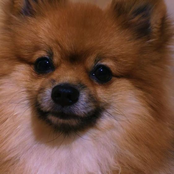 หมาพันธุ์ ปอมหน้าฟอกแท้  รูปที่ 2