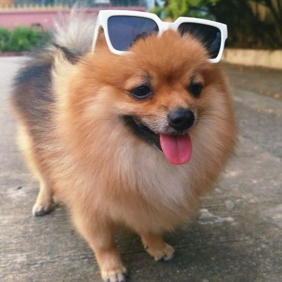 หมาพันธุ์ ปอมหน้าฟอกแท้  รูปที่ 5