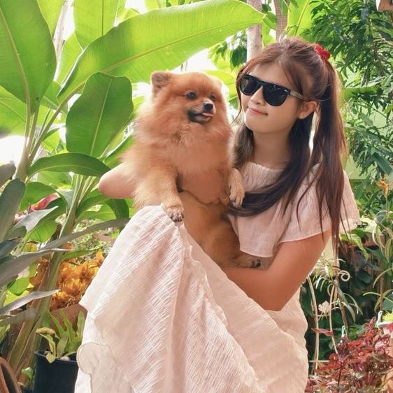 หมาพันธุ์ ปอมหน้าฟอกแท้  รูปที่ 12