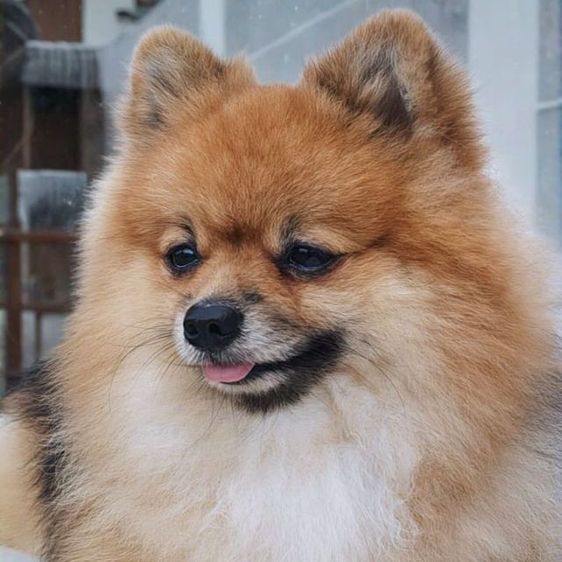 ปอมเมอเรเนียน (Pomeranian) กลาง หมาพันธุ์ ปอมหน้าฟอกแท้ 
