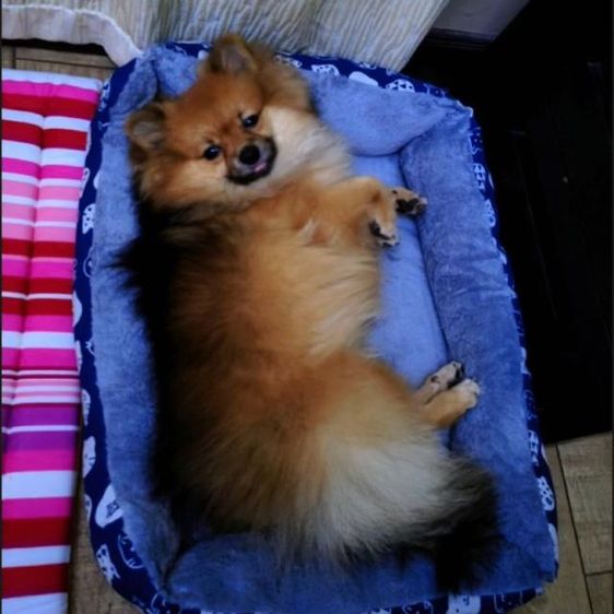 หมาพันธุ์ ปอมหน้าฟอกแท้  รูปที่ 9