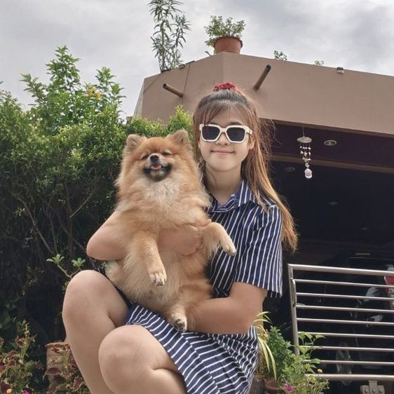 หมาพันธุ์ ปอมหน้าฟอกแท้  รูปที่ 10