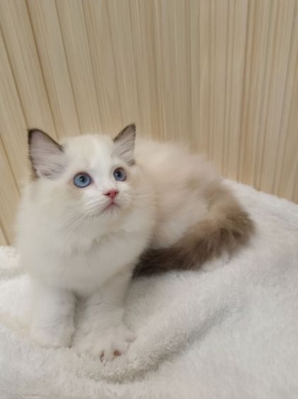 Ragdoll หุ่นหมี โครงสร้างใหญ่ เพศผู้ รูปที่ 2