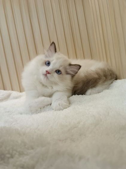 Ragdoll หุ่นหมี โครงสร้างใหญ่ เพศผู้ รูปที่ 4