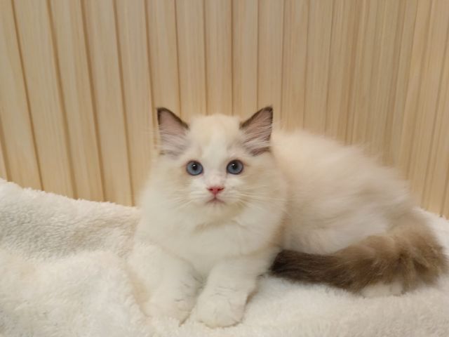 Ragdoll หุ่นหมี โครงสร้างใหญ่ เพศผู้