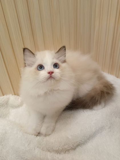 Ragdoll หุ่นหมี โครงสร้างใหญ่ เพศผู้ รูปที่ 3