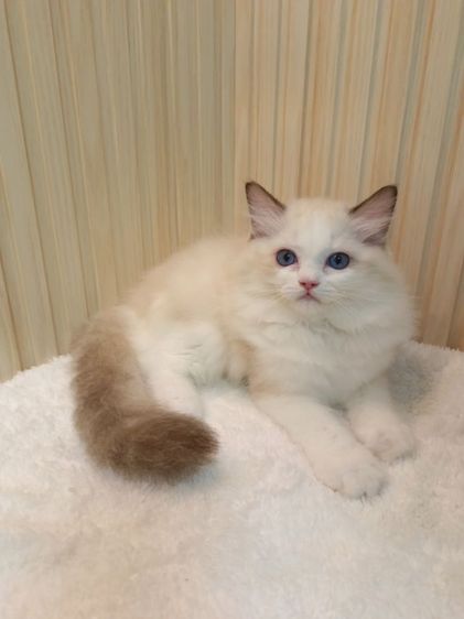 Ragdoll น่ารัก เพศหญิง รูปที่ 4