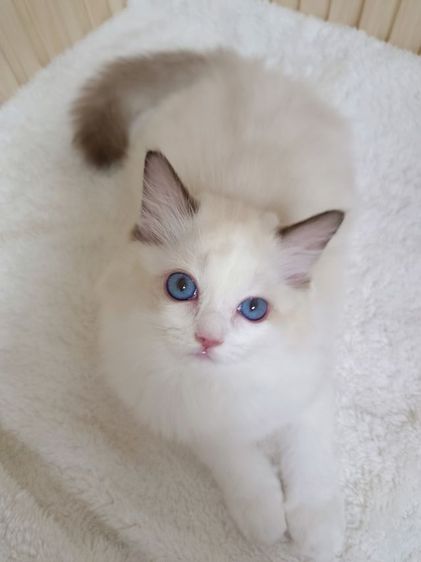 Ragdoll น่ารัก เพศหญิง รูปที่ 3