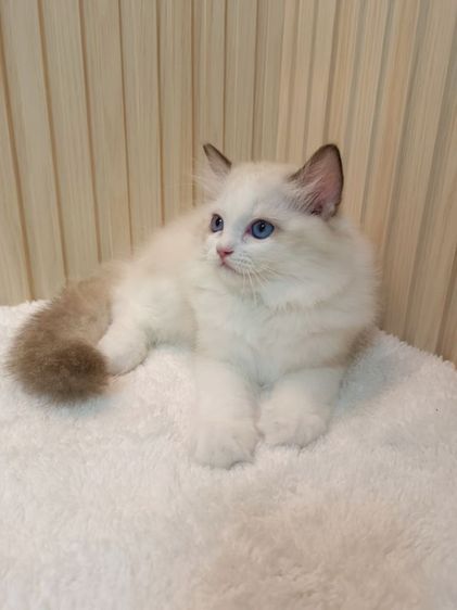 Ragdoll น่ารัก เพศหญิง รูปที่ 2