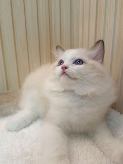 Ragdoll น่ารัก เพศหญิง