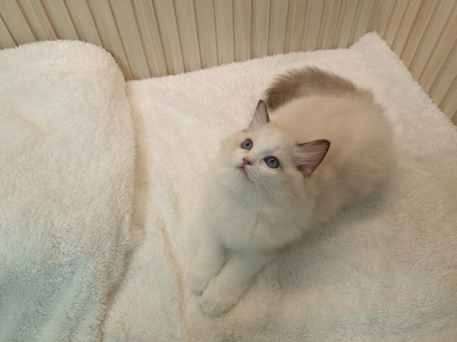 Ragdoll น่ารัก เพศหญิง รูปที่ 5