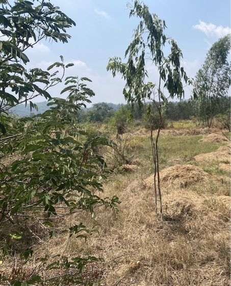 ขายที่ดินเปล่าบ้านจาน หนองแค สระบุรี รูปที่ 2