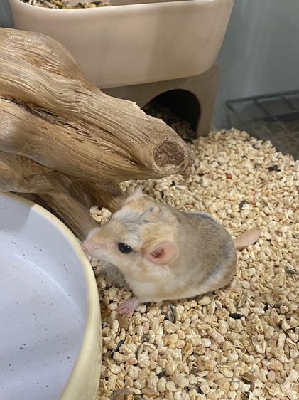 หนูแฟตเทลเจอร์บิล  รูปที่ 6