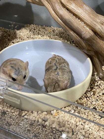 หนูแฟตเทลเจอร์บิล  รูปที่ 3