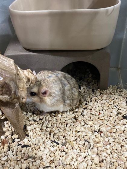 หนูแฟตเทลเจอร์บิล  รูปที่ 5