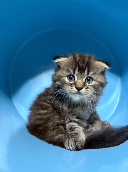 เด็กชาย สก๊อตติช แมนคูน  รูปที่ 2