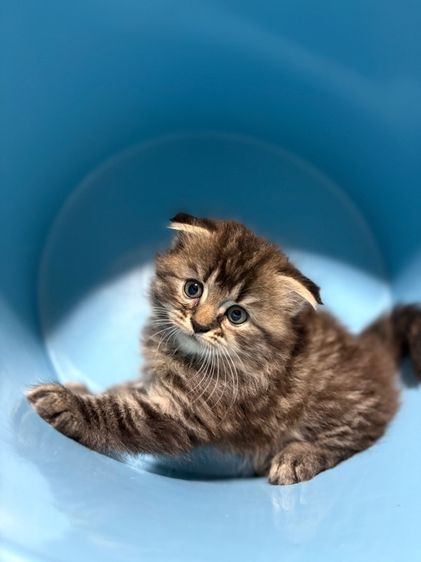 เด็กชาย สก๊อตติช แมนคูน  รูปที่ 3