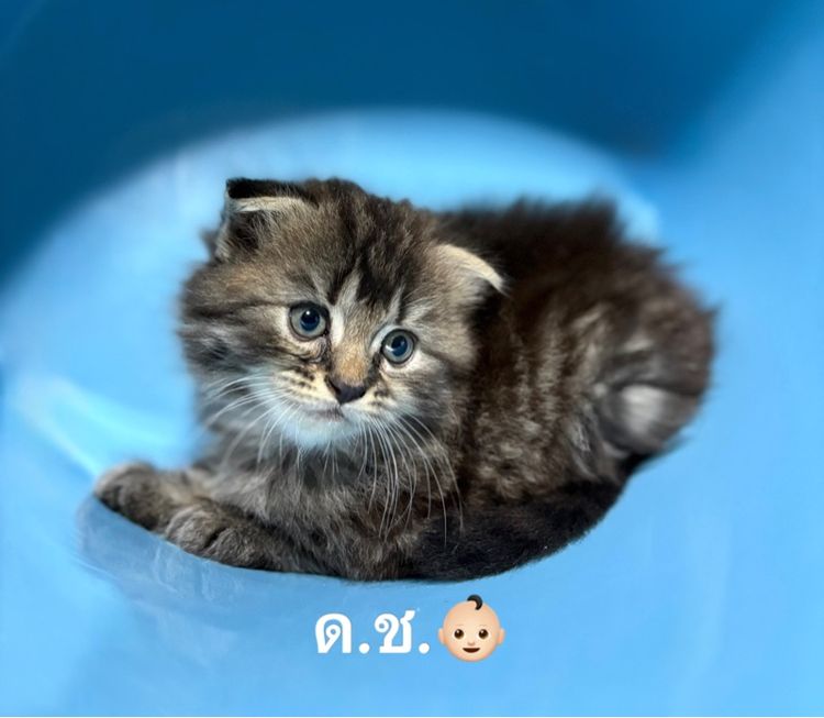 เด็กชาย สก๊อตติช แมนคูน