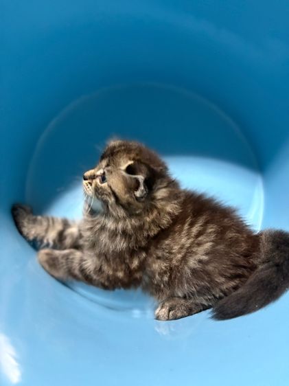 เด็กชาย สก๊อตติช แมนคูน  รูปที่ 4