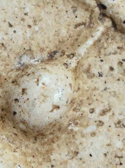 (Number One) เปิดกรุ ให้เช่าบูชาสมบัติบ้าน พระสมเด็จวัดระฆัง พิมพ์เจดีย์ มีมวลสาร เก่าสภาพใช้