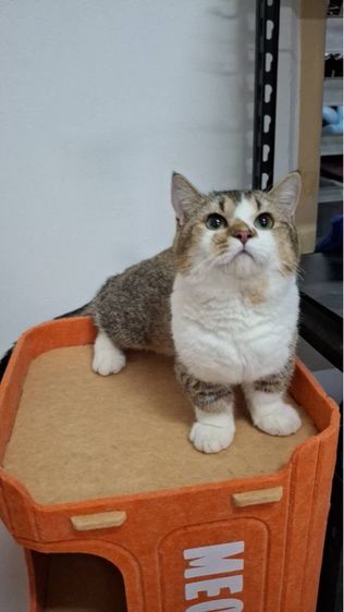 ต้าวน้อยคาราเมล รูปที่ 7