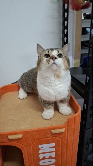 ต้าวน้อยคาราเมล รูปที่ 6