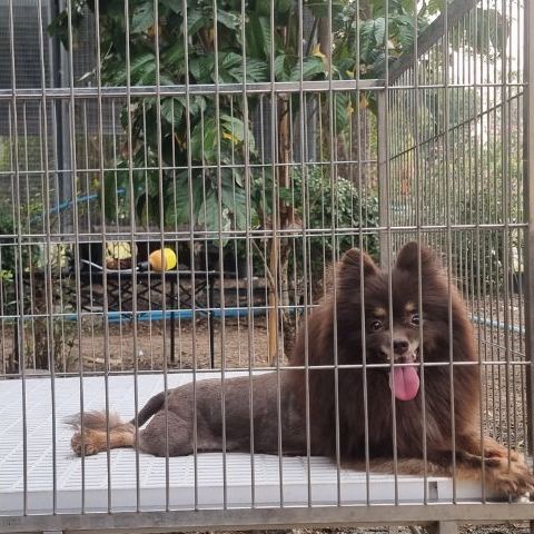 น้องปอม (ฟรี คัดบ้านค่ะ) รูปที่ 2