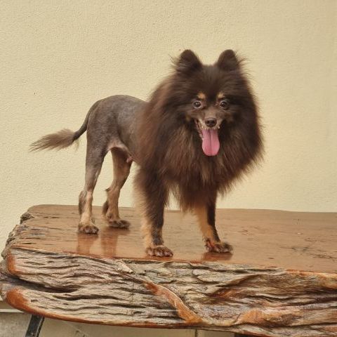 น้องปอม (ฟรี คัดบ้านค่ะ)