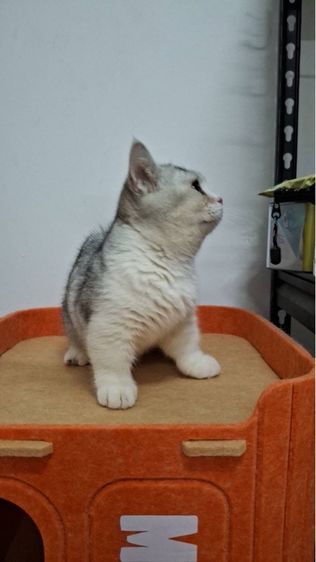 ต้าวน้อยนมสด รูปที่ 10