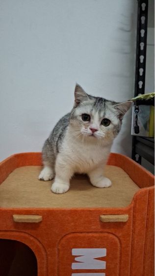 ต้าวน้อยนมสด รูปที่ 5