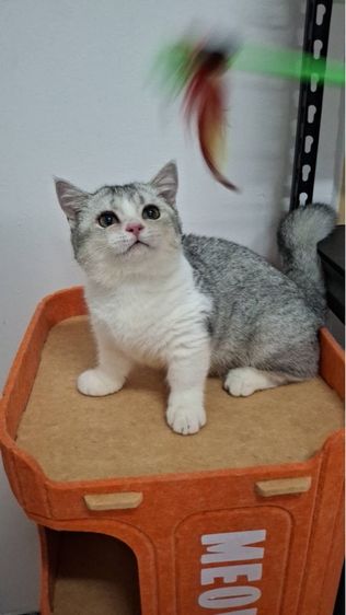 ต้าวน้อยนมสด รูปที่ 2