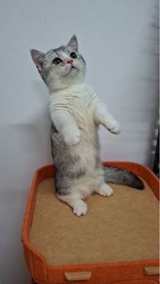 ต้าวน้อยนมสด รูปที่ 8