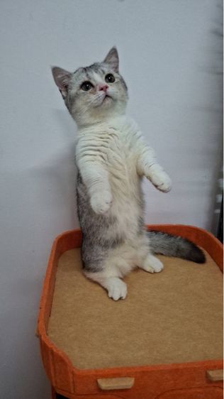 ต้าวน้อยนมสด รูปที่ 9