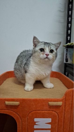 ต้าวน้อยนมสด รูปที่ 6