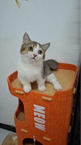 ต้าวน้อยไข่ตุ๋น รูปที่ 9