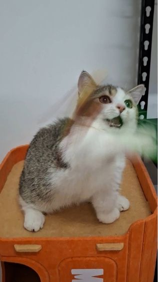 ต้าวน้อยไข่ตุ๋น รูปที่ 4