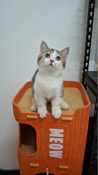 ต้าวน้อยไข่ตุ๋น รูปที่ 6