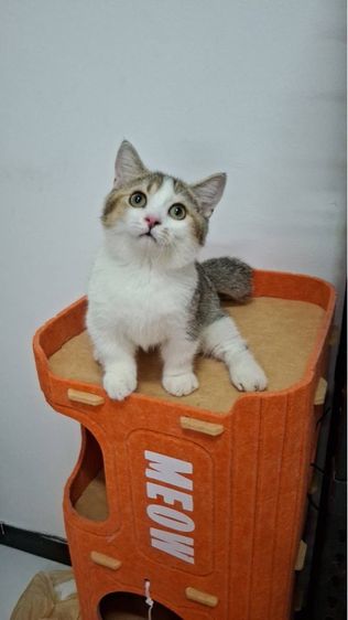 ต้าวน้อยไข่ตุ๋น รูปที่ 10