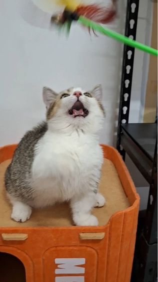 ต้าวน้อยไข่ตุ๋น รูปที่ 3