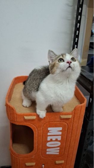 มันช์กิ้น (Munchkin) ต้าวน้อยไข่ตุ๋น