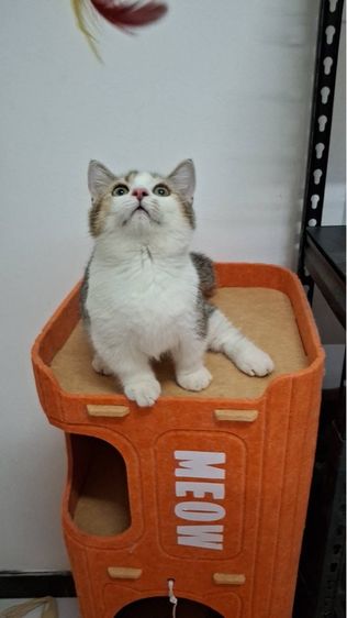 ต้าวน้อยไข่ตุ๋น รูปที่ 8