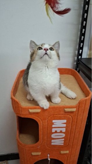 ต้าวน้อยไข่ตุ๋น รูปที่ 7