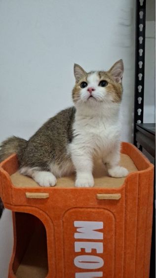 ต้าวน้อยพุดดิ้ง รูปที่ 5