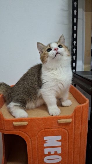 ต้าวน้อยพุดดิ้ง รูปที่ 8