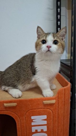 ต้าวน้อยพุดดิ้ง