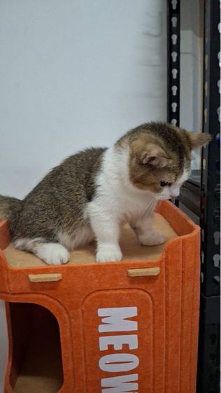 ต้าวน้อยพุดดิ้ง รูปที่ 4